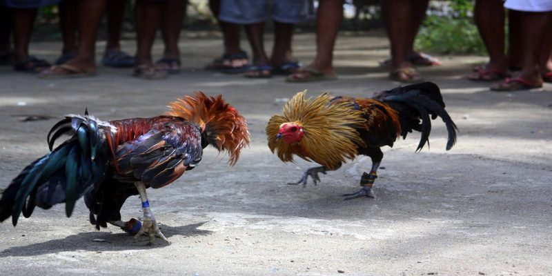 Cộng đồng đá gà 789WIN
