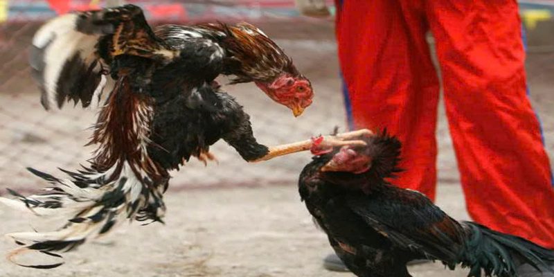 Đá gà Thomo 789WIN có sự kịch tính rất là vui vẻ