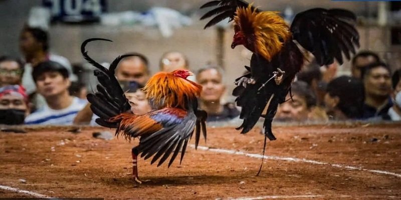 Đá gà Thomo Sv88 có trường đấu siêu minh bạch năm 2025