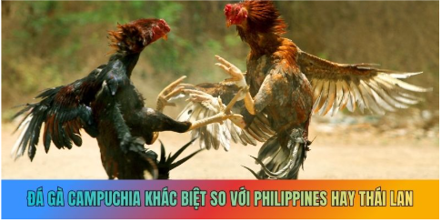 Đá gà Campuchia có nhiều điểm khác biệt so với Philippines hay Thái Lan