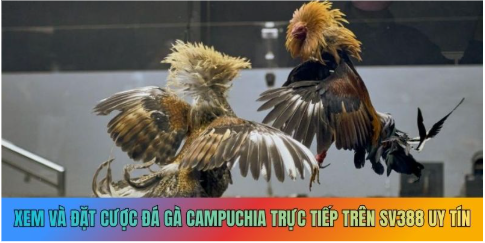 Xem và đặt cược đá gà Campuchia trực tiếp trên nền tảng X88 uy tín