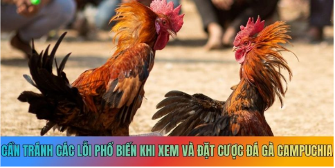 Cần tránh các lỗi phổ biến khi xem và đặt cược đá gà Campuchia