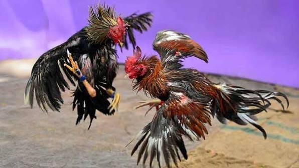 Sức Hút Khó Cưỡng Làm Nên Thương Hiệu Đá Gà Thomo Sv388